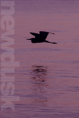 dawn flight 1